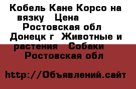 Кобель Кане-Корсо на вязку › Цена ­ 5 000 - Ростовская обл., Донецк г. Животные и растения » Собаки   . Ростовская обл.